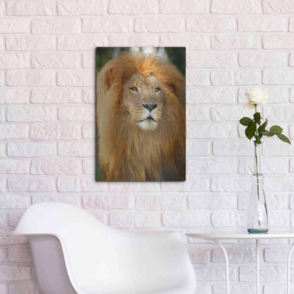 Luxe Metal Art 'Lion' by Mike Jones, Metal Wall Art,16x24