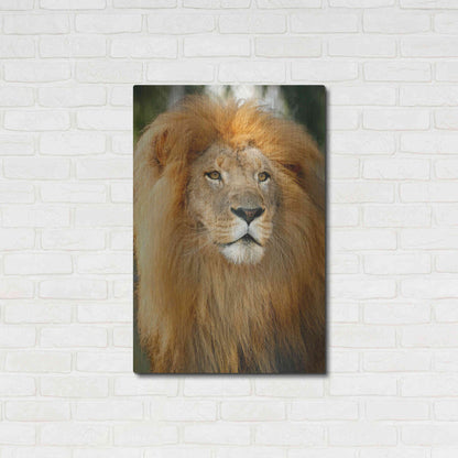 Luxe Metal Art 'Lion' by Mike Jones, Metal Wall Art,24x36