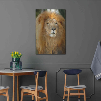 Luxe Metal Art 'Lion' by Mike Jones, Metal Wall Art,24x36