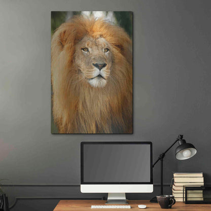 Luxe Metal Art 'Lion' by Mike Jones, Metal Wall Art,24x36