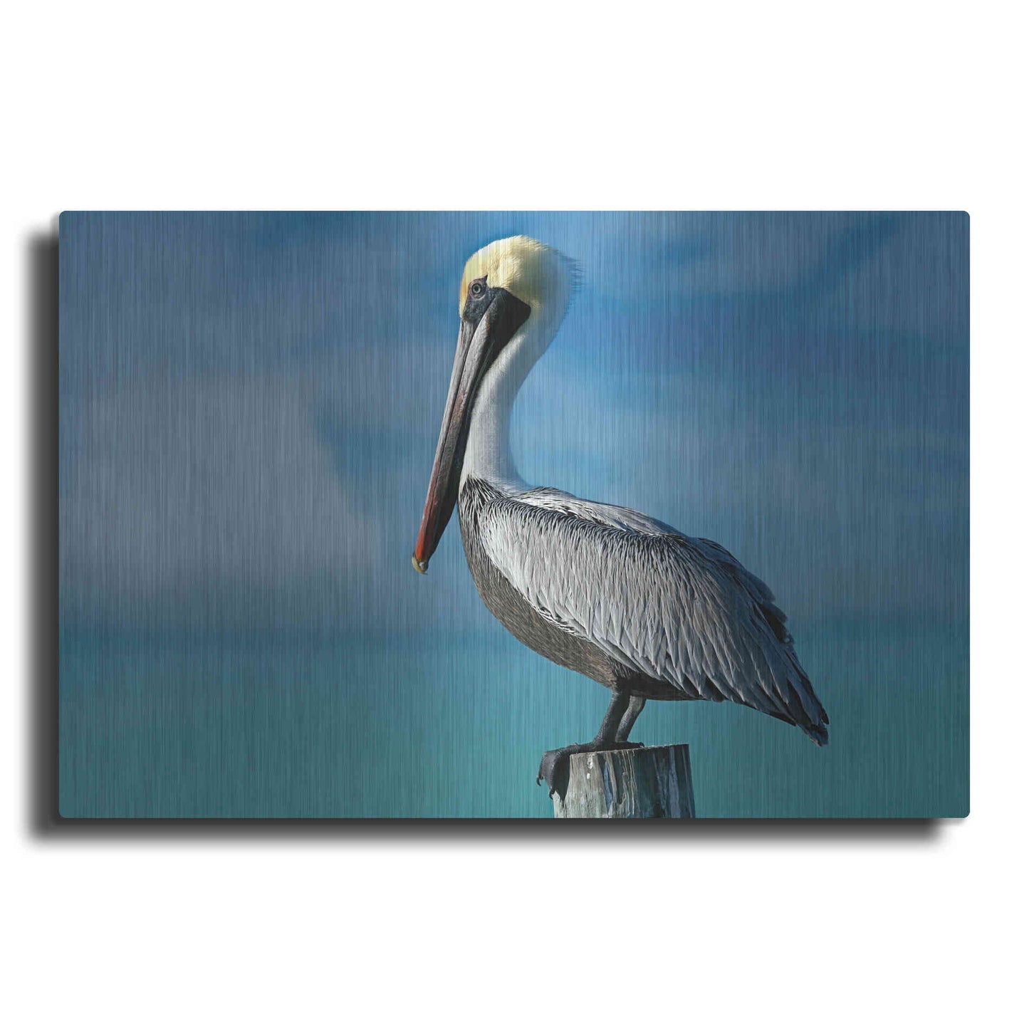 Luxe Metal Art 'Pelican' by Mike Jones, Metal Wall Art