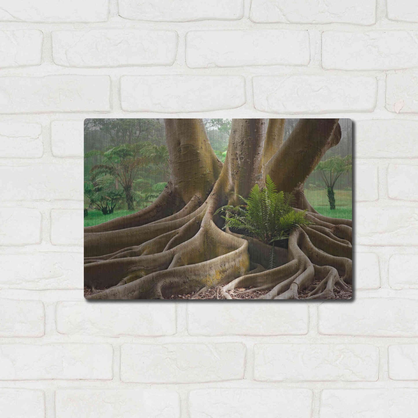 Luxe Metal Art 'Roots Sarasots Big Tree' by Mike Jones, Metal Wall Art,16x12