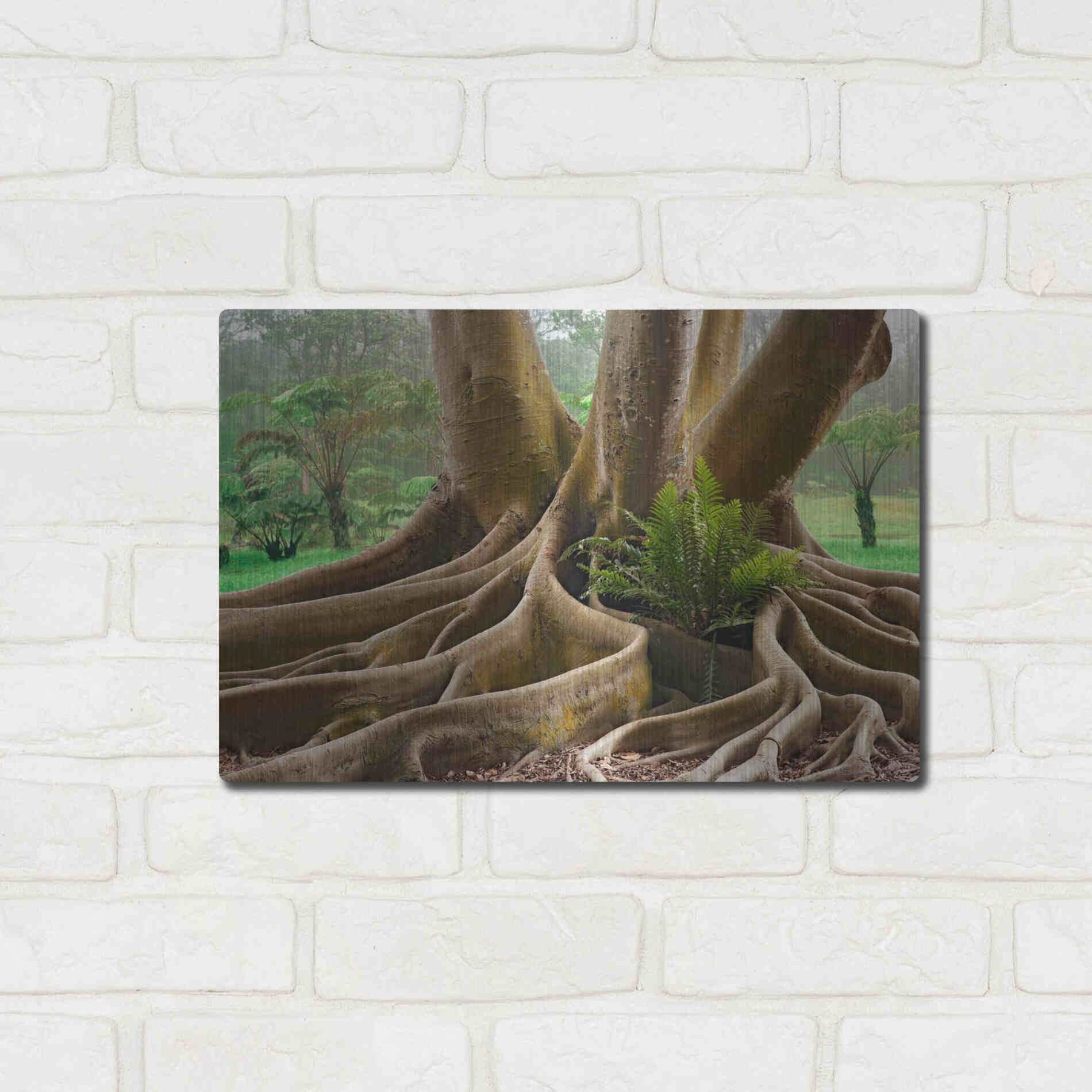 Luxe Metal Art 'Roots Sarasots Big Tree' by Mike Jones, Metal Wall Art,16x12