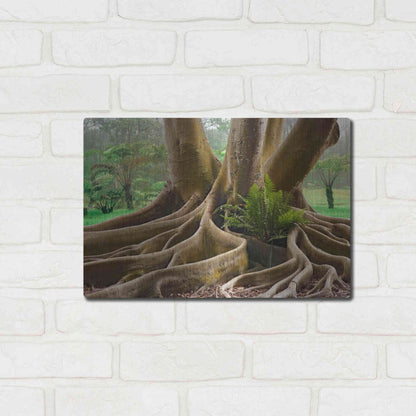 Luxe Metal Art 'Roots Sarasots Big Tree' by Mike Jones, Metal Wall Art,16x12