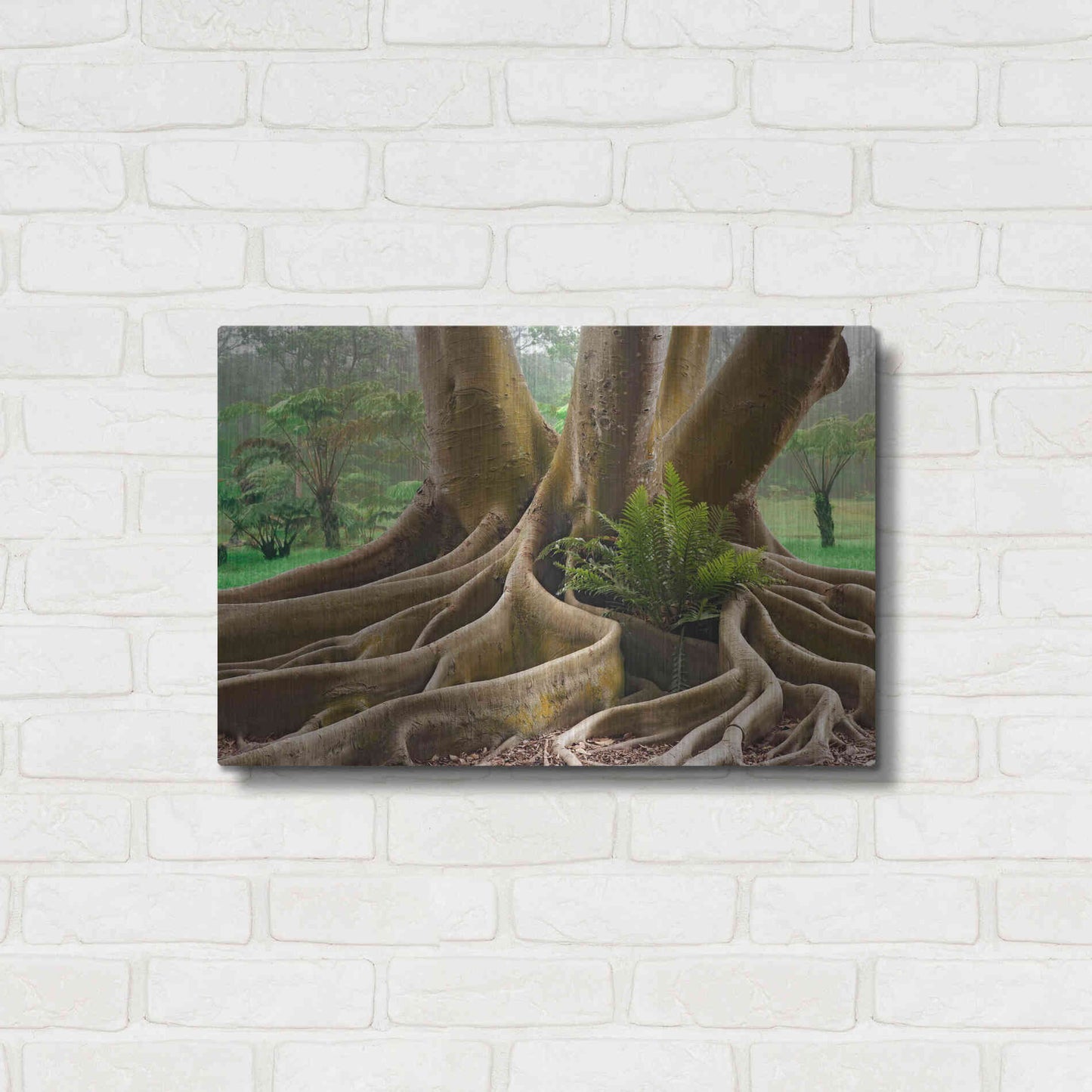 Luxe Metal Art 'Roots Sarasots Big Tree' by Mike Jones, Metal Wall Art,24x16