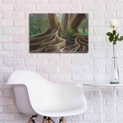 Luxe Metal Art 'Roots Sarasots Big Tree' by Mike Jones, Metal Wall Art,24x16