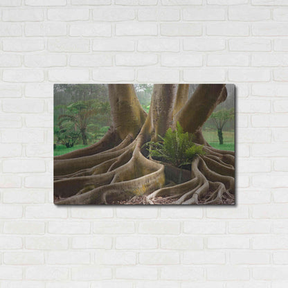 Luxe Metal Art 'Roots Sarasots Big Tree' by Mike Jones, Metal Wall Art,36x24