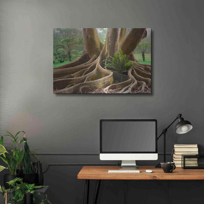 Luxe Metal Art 'Roots Sarasots Big Tree' by Mike Jones, Metal Wall Art,36x24