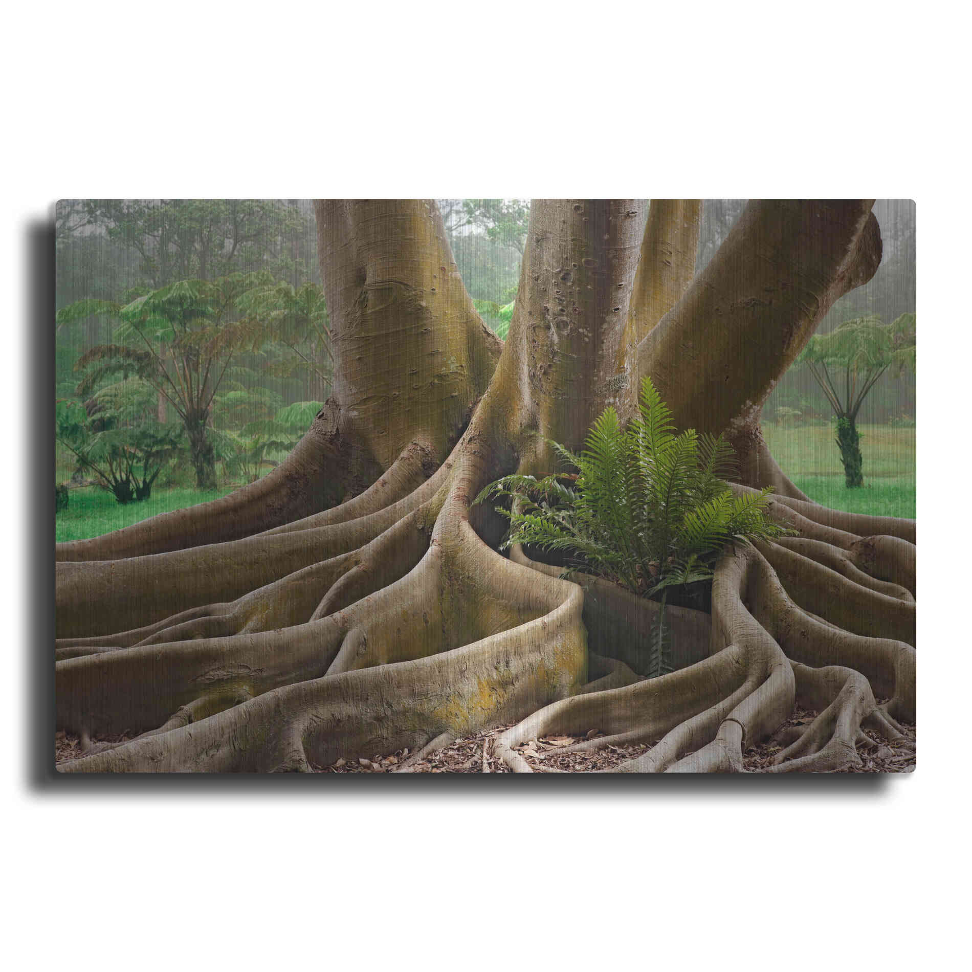 Luxe Metal Art 'Roots Sarasots Big Tree' by Mike Jones, Metal Wall Art
