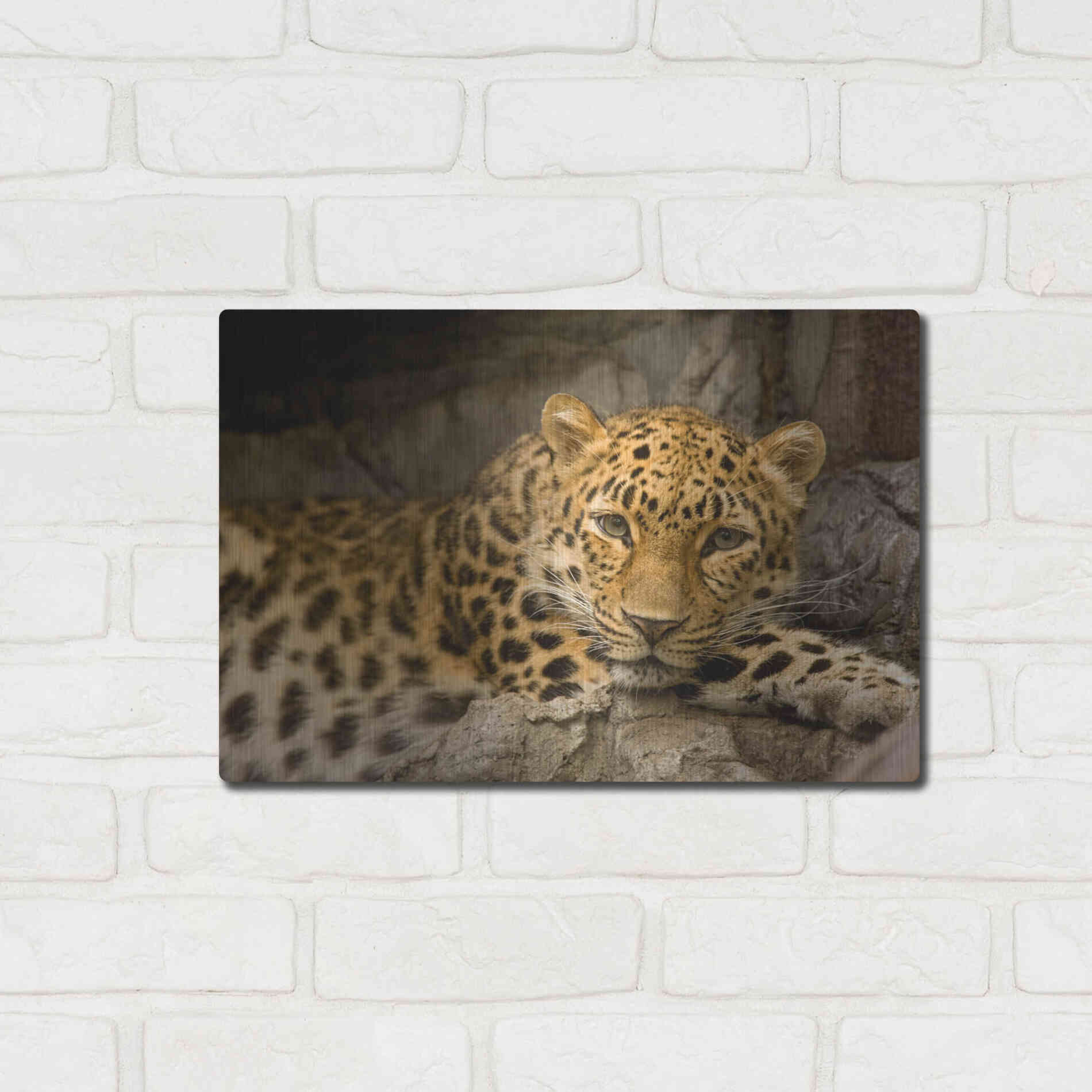 Luxe Metal Art 'Denver Zoo Snow Leopard' by Mike Jones, Metal Wall Art,16x12