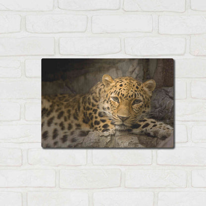 Luxe Metal Art 'Denver Zoo Snow Leopard' by Mike Jones, Metal Wall Art,16x12