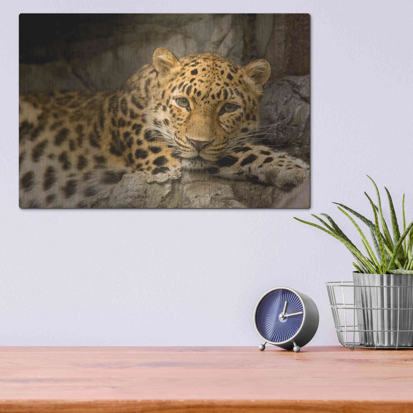 Luxe Metal Art 'Denver Zoo Snow Leopard' by Mike Jones, Metal Wall Art,16x12