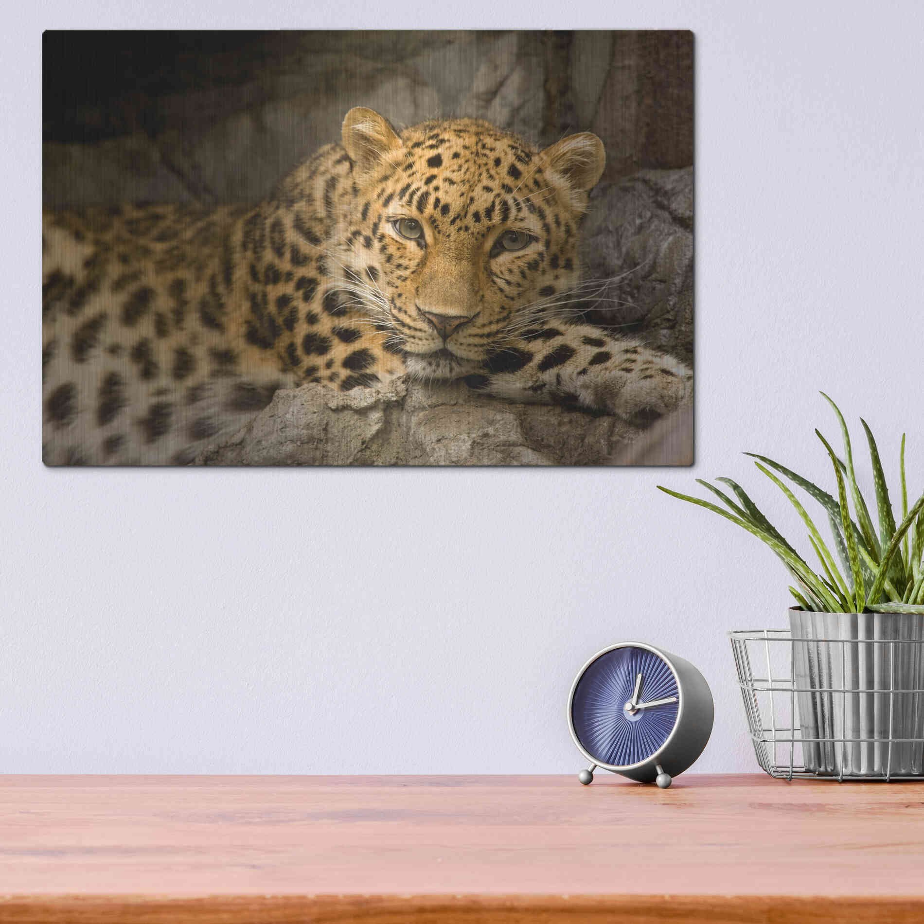 Luxe Metal Art 'Denver Zoo Snow Leopard' by Mike Jones, Metal Wall Art,16x12