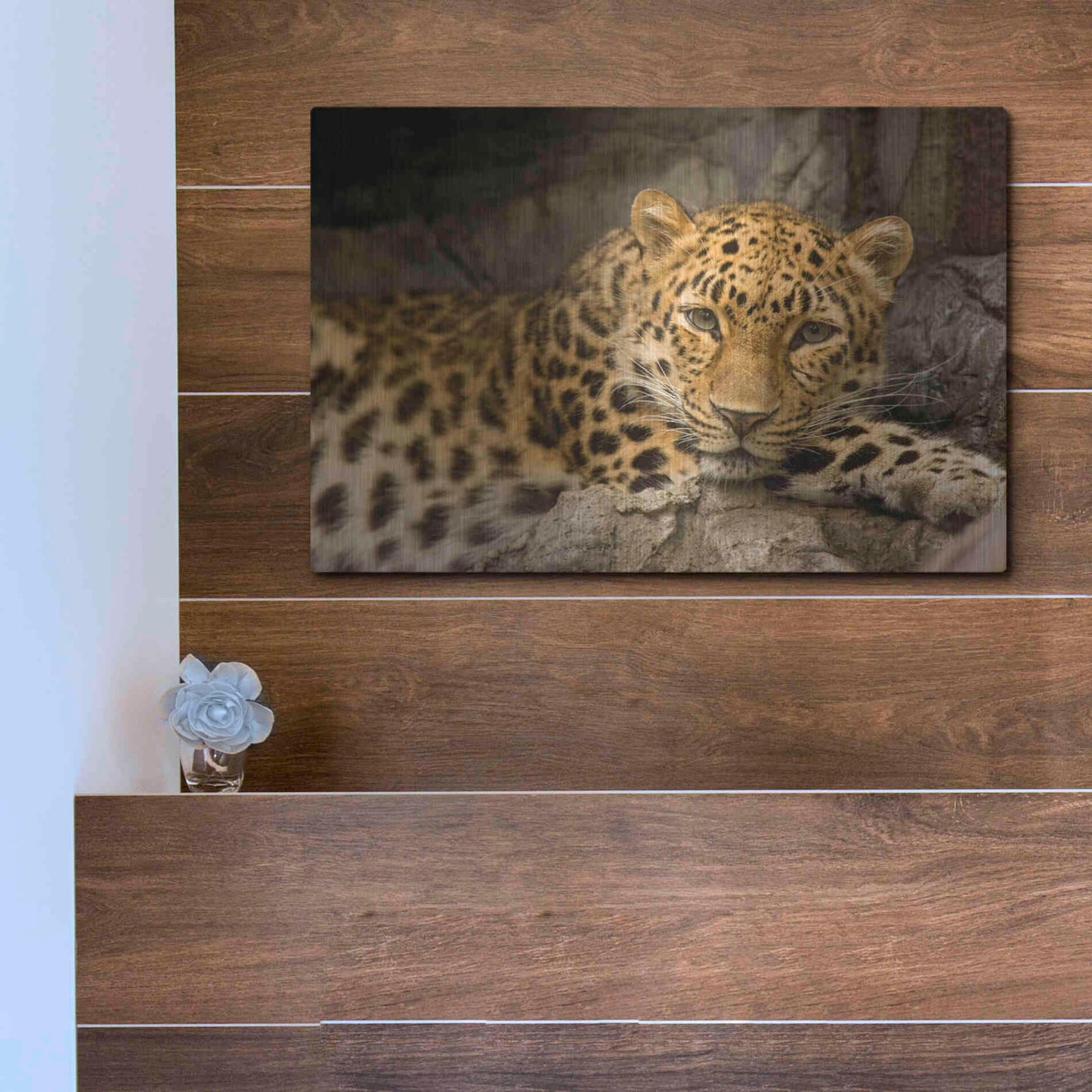 Luxe Metal Art 'Denver Zoo Snow Leopard' by Mike Jones, Metal Wall Art,16x12
