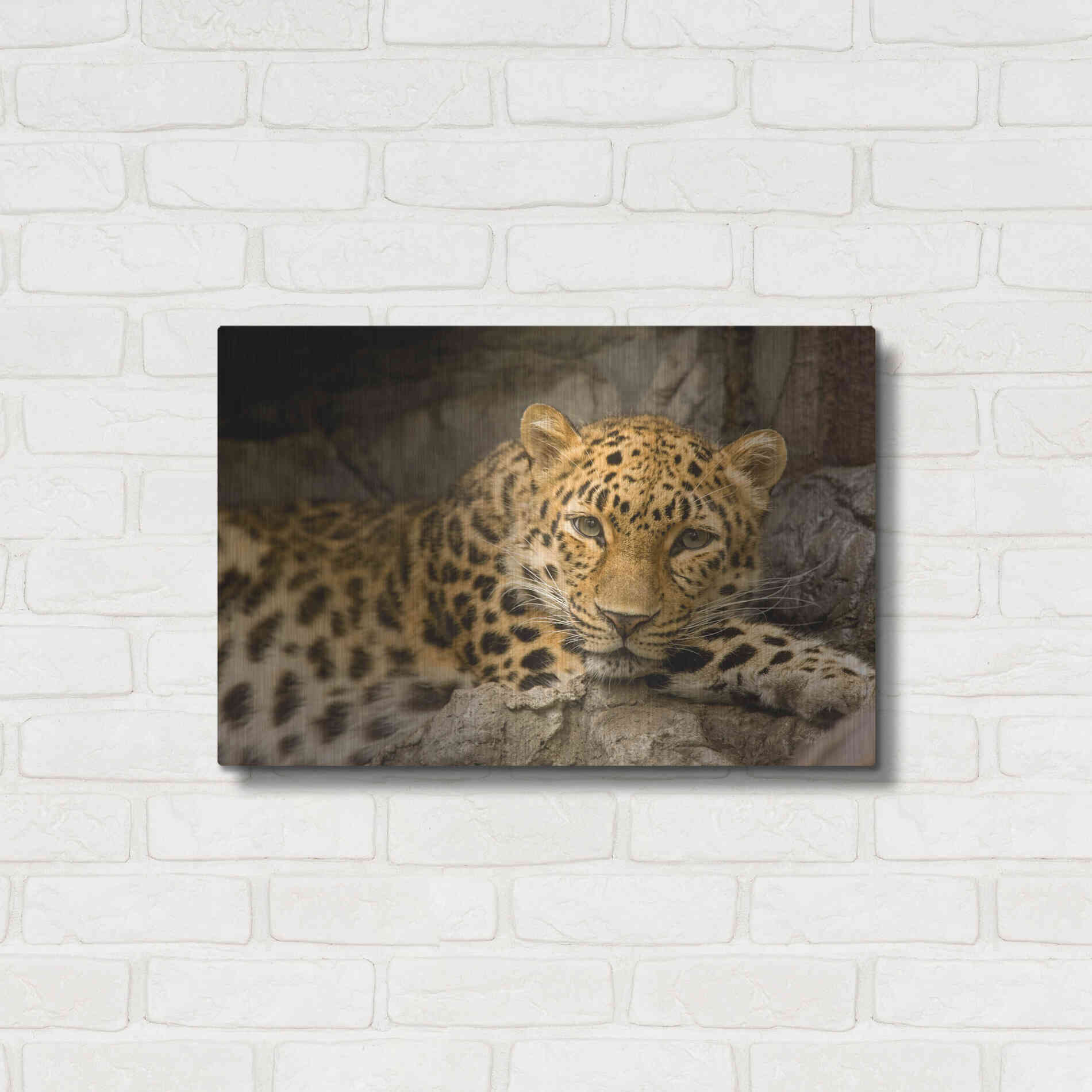 Luxe Metal Art 'Denver Zoo Snow Leopard' by Mike Jones, Metal Wall Art,24x16