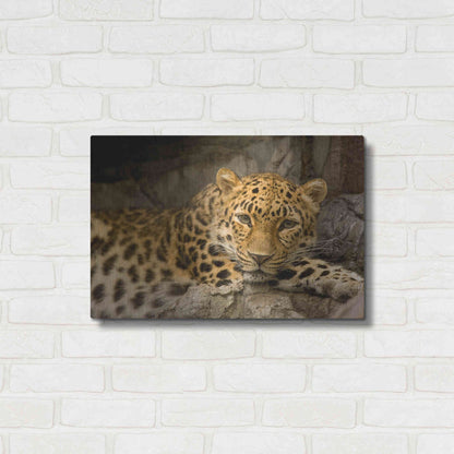 Luxe Metal Art 'Denver Zoo Snow Leopard' by Mike Jones, Metal Wall Art,24x16