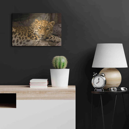 Luxe Metal Art 'Denver Zoo Snow Leopard' by Mike Jones, Metal Wall Art,24x16