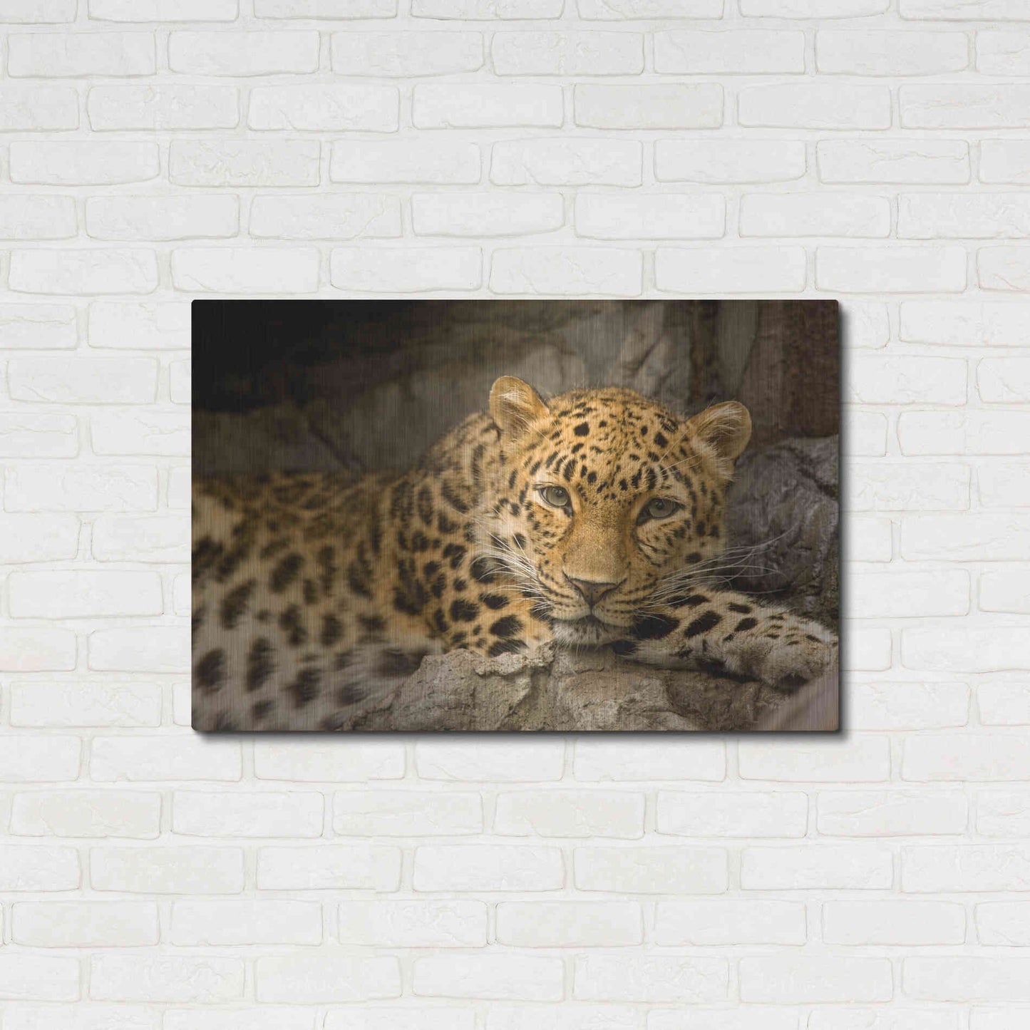 Luxe Metal Art 'Denver Zoo Snow Leopard' by Mike Jones, Metal Wall Art,36x24