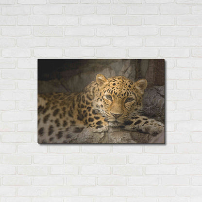 Luxe Metal Art 'Denver Zoo Snow Leopard' by Mike Jones, Metal Wall Art,36x24