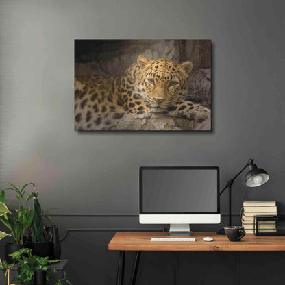 Luxe Metal Art 'Denver Zoo Snow Leopard' by Mike Jones, Metal Wall Art,36x24