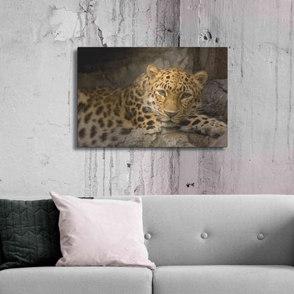 Luxe Metal Art 'Denver Zoo Snow Leopard' by Mike Jones, Metal Wall Art,36x24