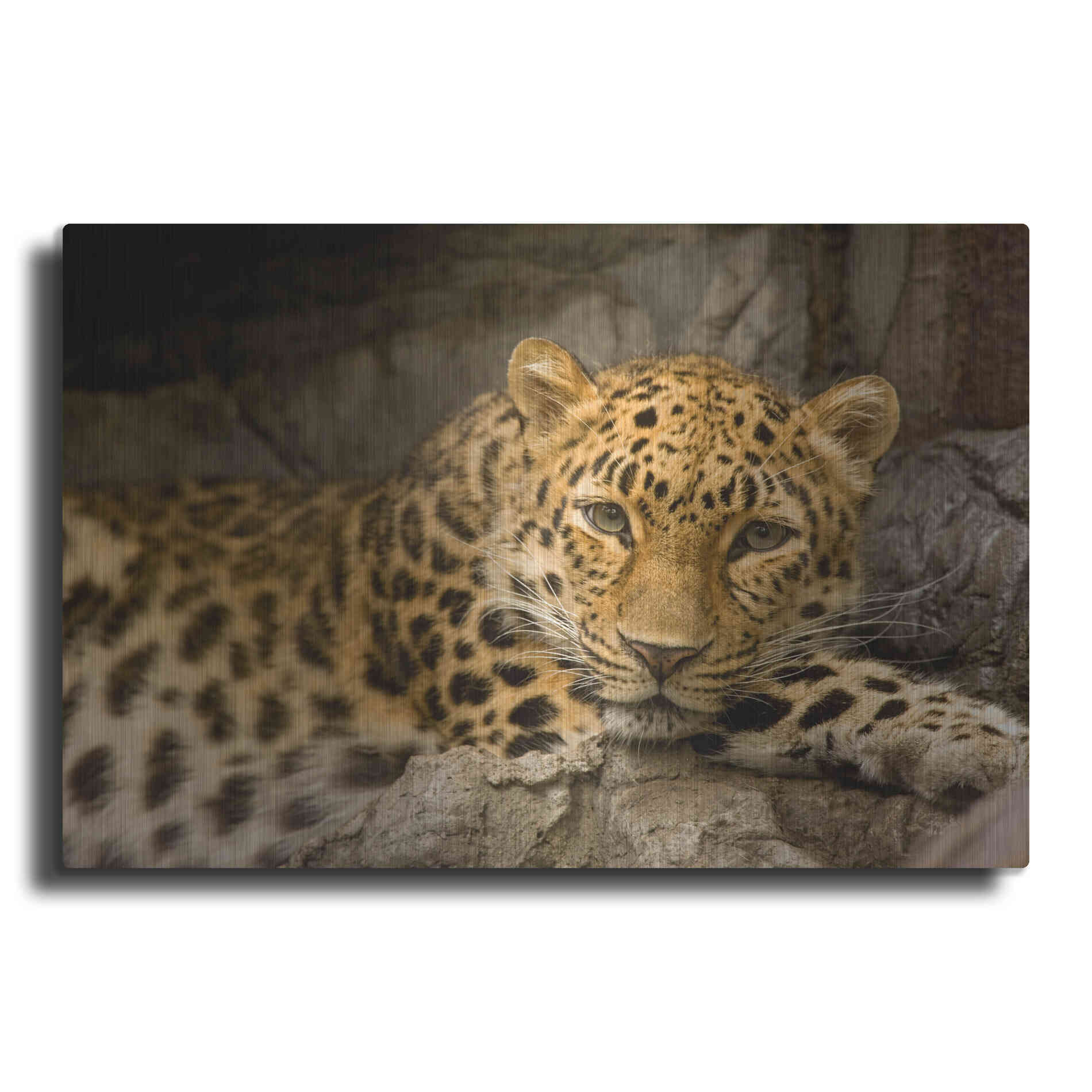Luxe Metal Art 'Denver Zoo Snow Leopard' by Mike Jones, Metal Wall Art