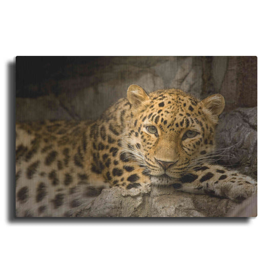 Luxe Metal Art 'Denver Zoo Snow Leopard' by Mike Jones, Metal Wall Art