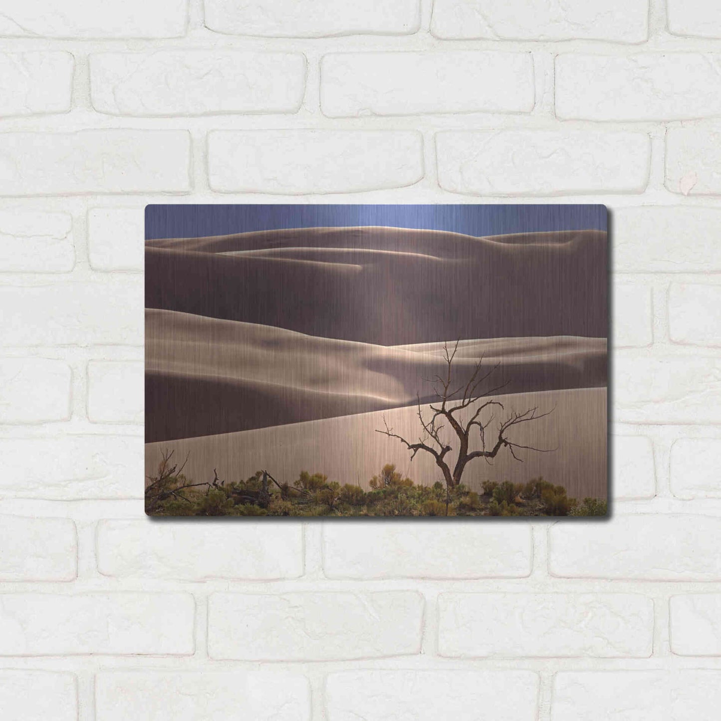 Luxe Metal Art 'Great Sand Dunes NP Tree' by Mike Jones, Metal Wall Art,16x12