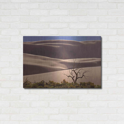 Luxe Metal Art 'Great Sand Dunes NP Tree' by Mike Jones, Metal Wall Art,36x24