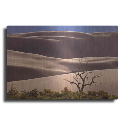 Luxe Metal Art 'Great Sand Dunes NP Tree' by Mike Jones, Metal Wall Art