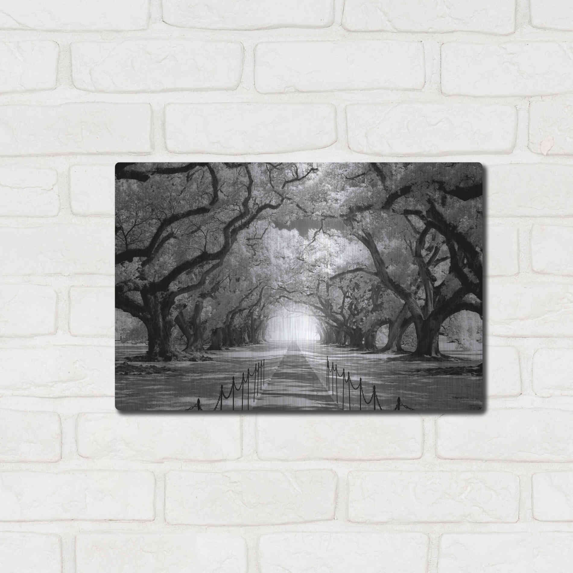 Luxe Metal Art 'Oak Alley inf CHECK' by Mike Jones, Metal Wall Art,16x12