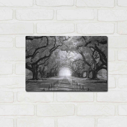 Luxe Metal Art 'Oak Alley inf CHECK' by Mike Jones, Metal Wall Art,16x12