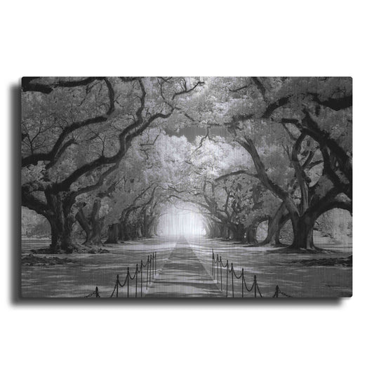 Luxe Metal Art 'Oak Alley inf CHECK' by Mike Jones, Metal Wall Art