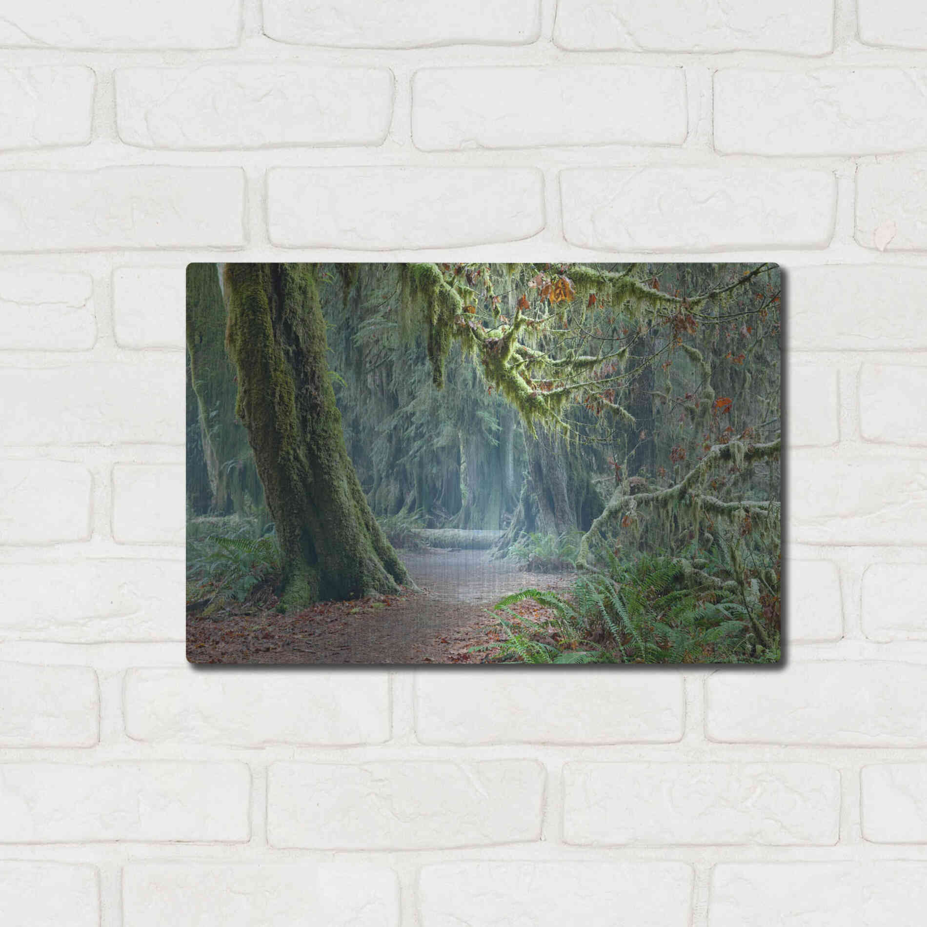 Luxe Metal Art 'Olympic NP Trail' by Mike Jones, Metal Wall Art,16x12