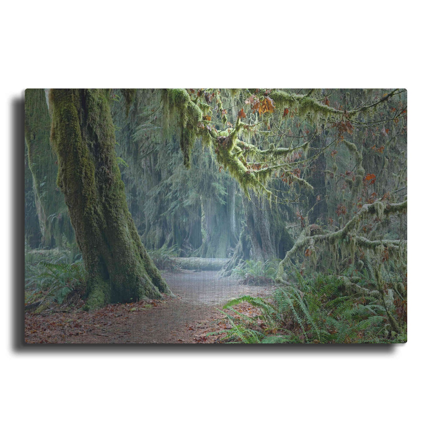 Luxe Metal Art 'Olympic NP Trail' by Mike Jones, Metal Wall Art