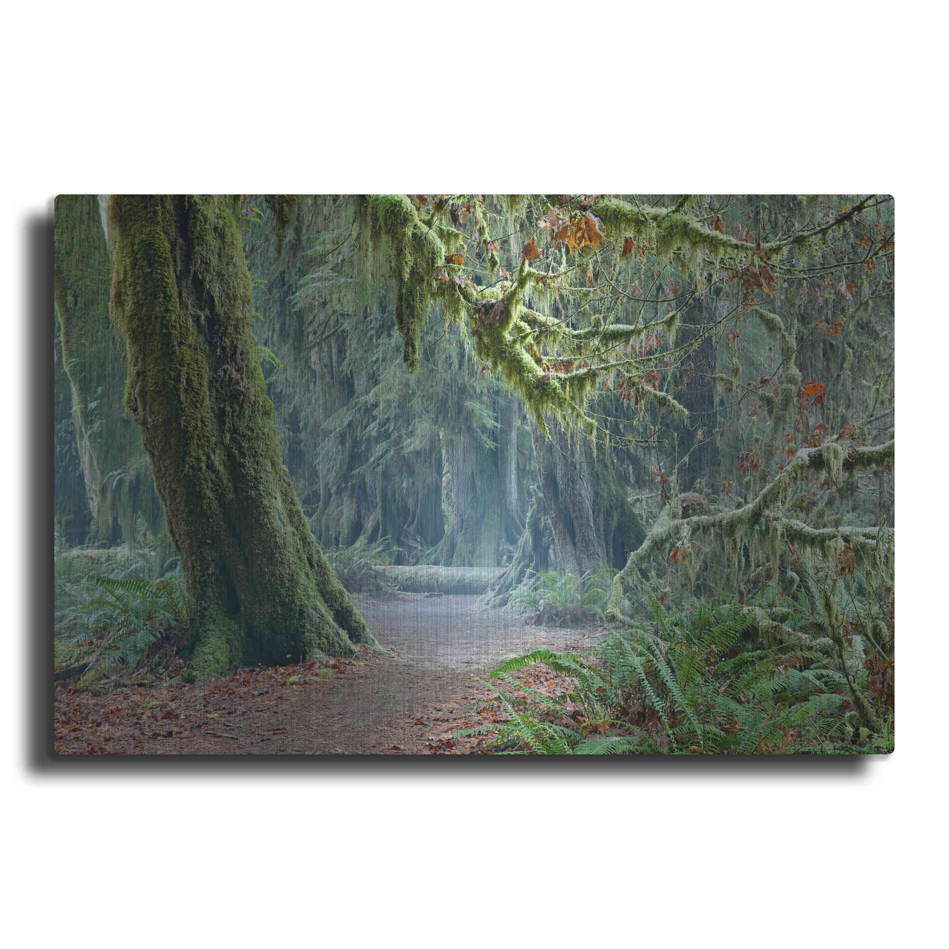 Luxe Metal Art 'Olympic NP Trail' by Mike Jones, Metal Wall Art