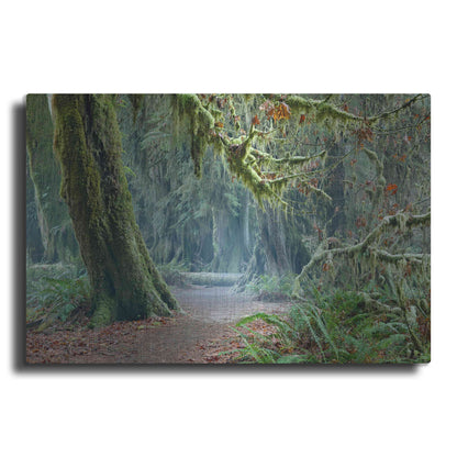 Luxe Metal Art 'Olympic NP Trail' by Mike Jones, Metal Wall Art