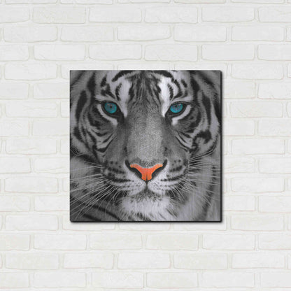 Luxe Metal Art 'Thrill of the Tiger' Metal Wall Art,24x24