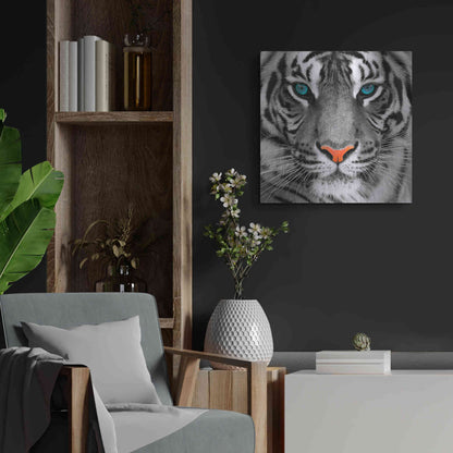 Luxe Metal Art 'Thrill of the Tiger' Metal Wall Art,24x24
