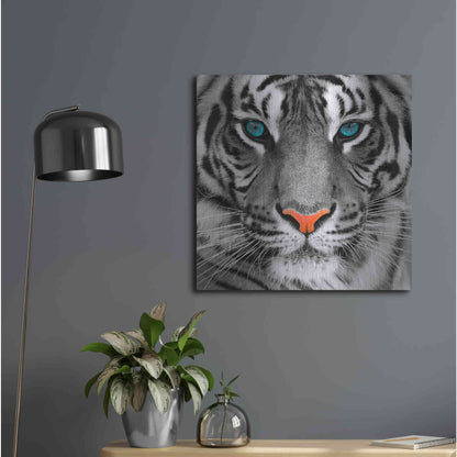 Luxe Metal Art 'Thrill of the Tiger' Metal Wall Art,24x24