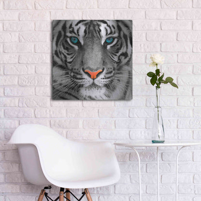 Luxe Metal Art 'Thrill of the Tiger' Metal Wall Art,24x24