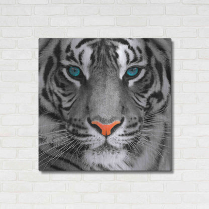 Luxe Metal Art 'Thrill of the Tiger' Metal Wall Art,36x36