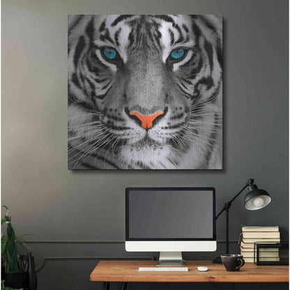 Luxe Metal Art 'Thrill of the Tiger' Metal Wall Art,36x36