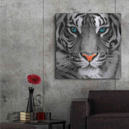 Luxe Metal Art 'Thrill of the Tiger' Metal Wall Art,36x36