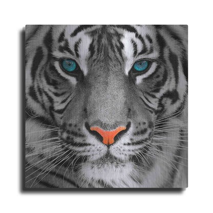 Luxe Metal Art 'Thrill of the Tiger' Metal Wall Art