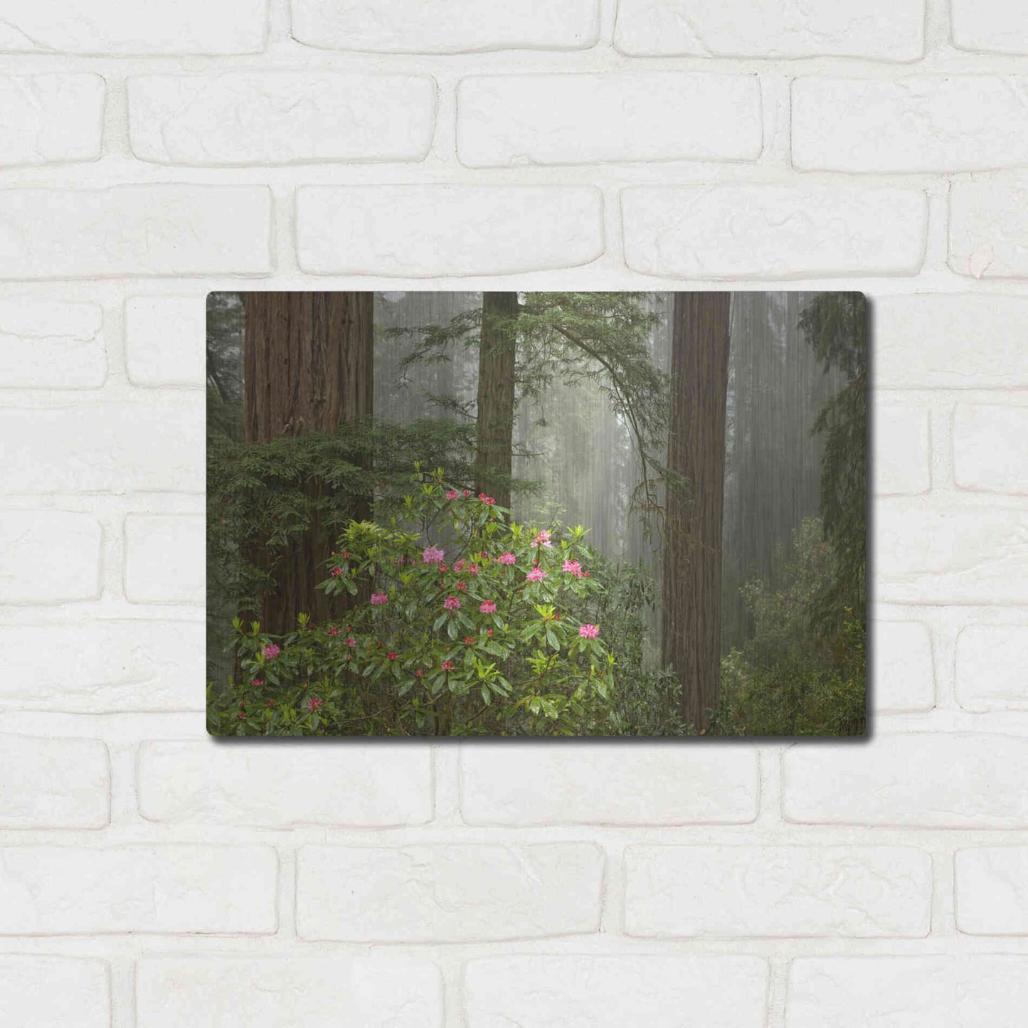 Luxe Metal Art 'Redwood Fog Rhododendrons' by Mike Jones, Metal Wall Art,16x12