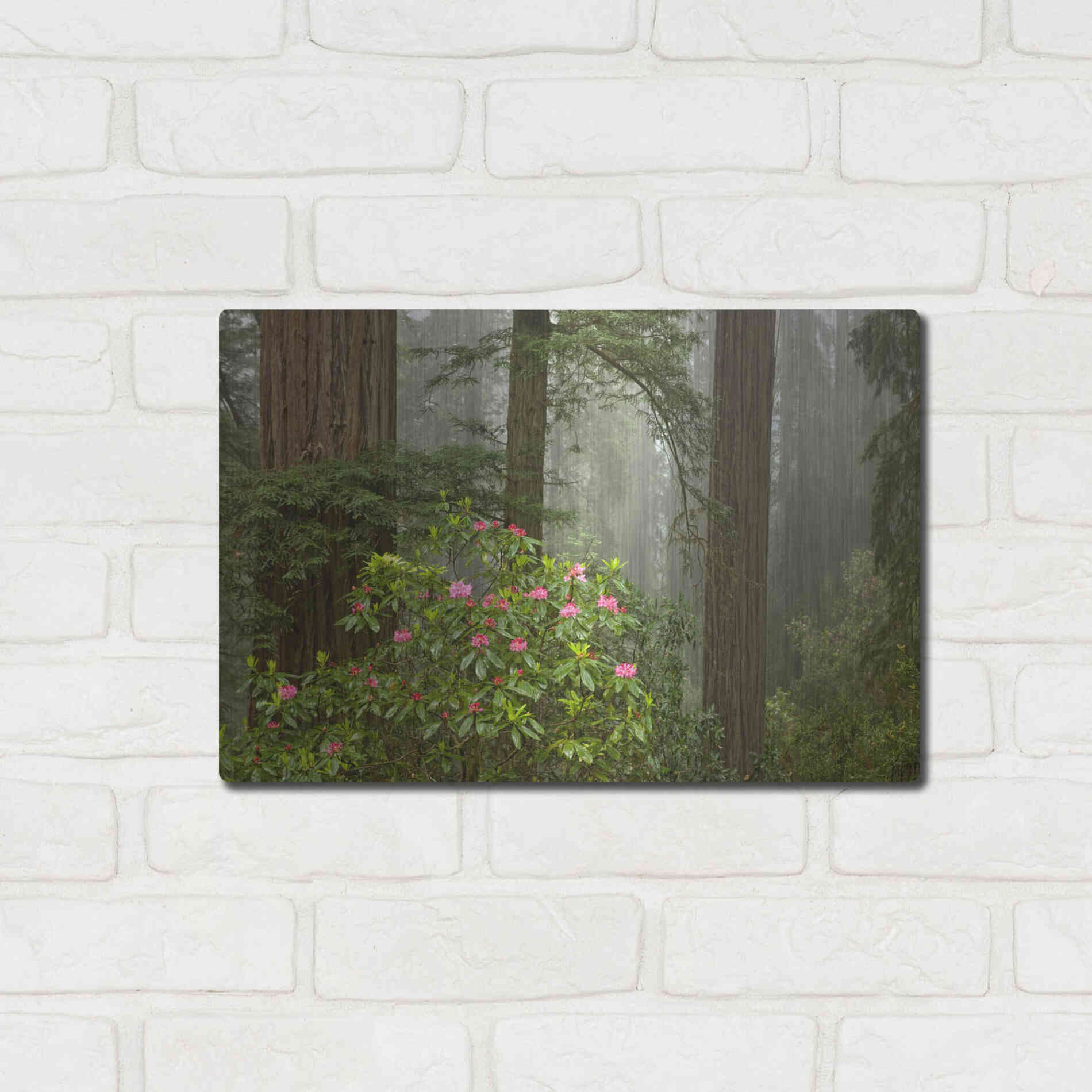 Luxe Metal Art 'Redwood Fog Rhododendrons' by Mike Jones, Metal Wall Art,16x12