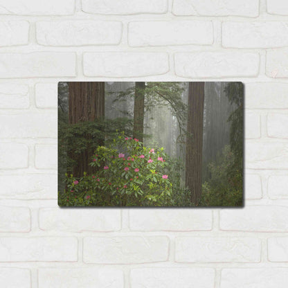 Luxe Metal Art 'Redwood Fog Rhododendrons' by Mike Jones, Metal Wall Art,16x12