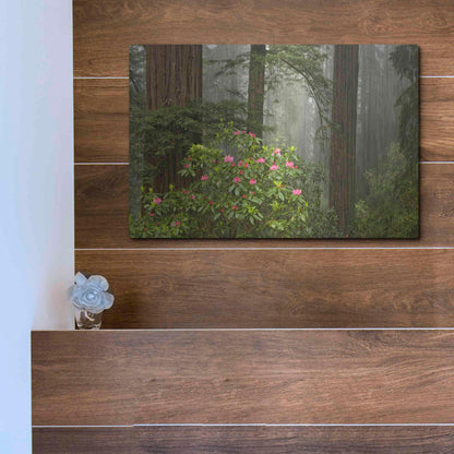 Luxe Metal Art 'Redwood Fog Rhododendrons' by Mike Jones, Metal Wall Art,16x12