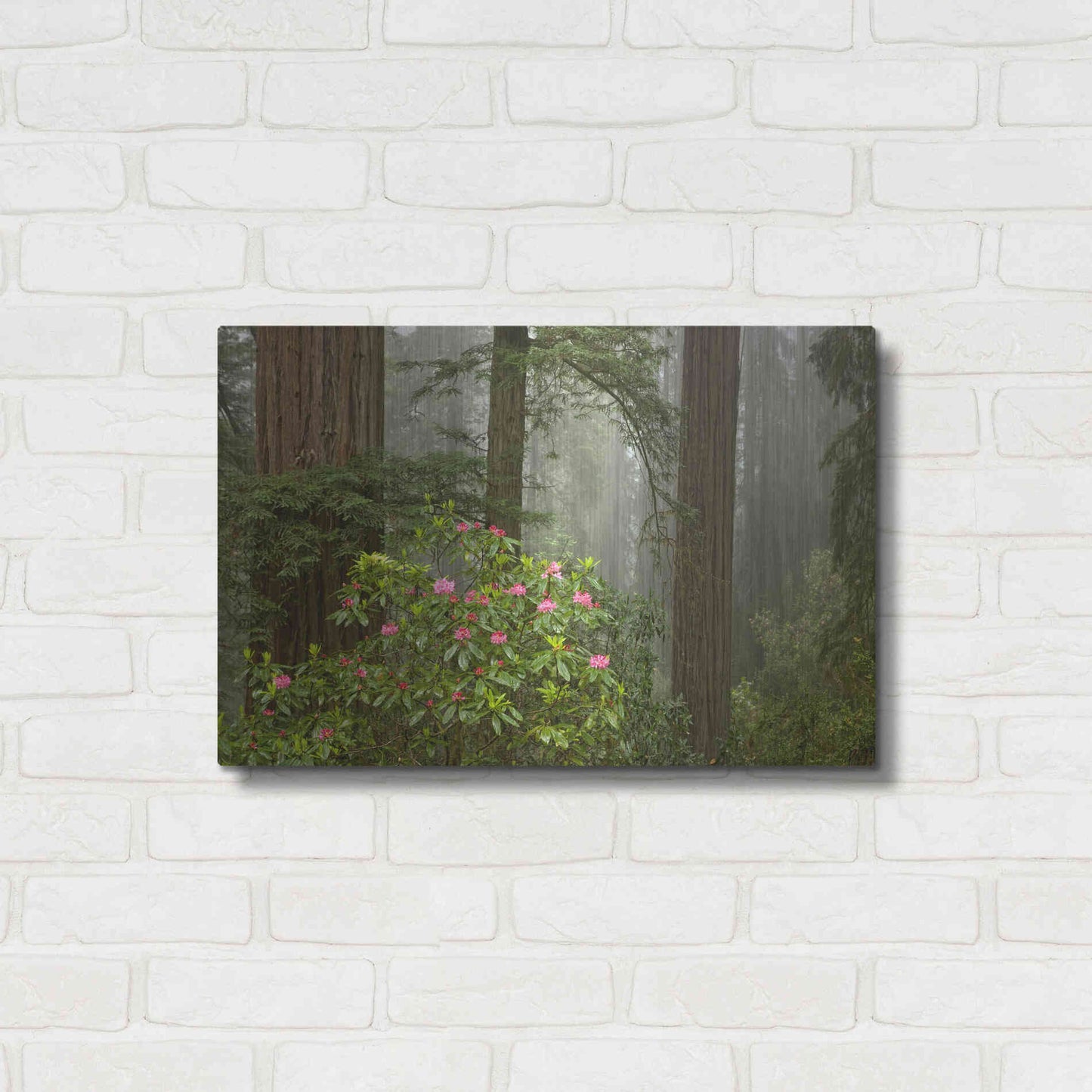 Luxe Metal Art 'Redwood Fog Rhododendrons' by Mike Jones, Metal Wall Art,24x16